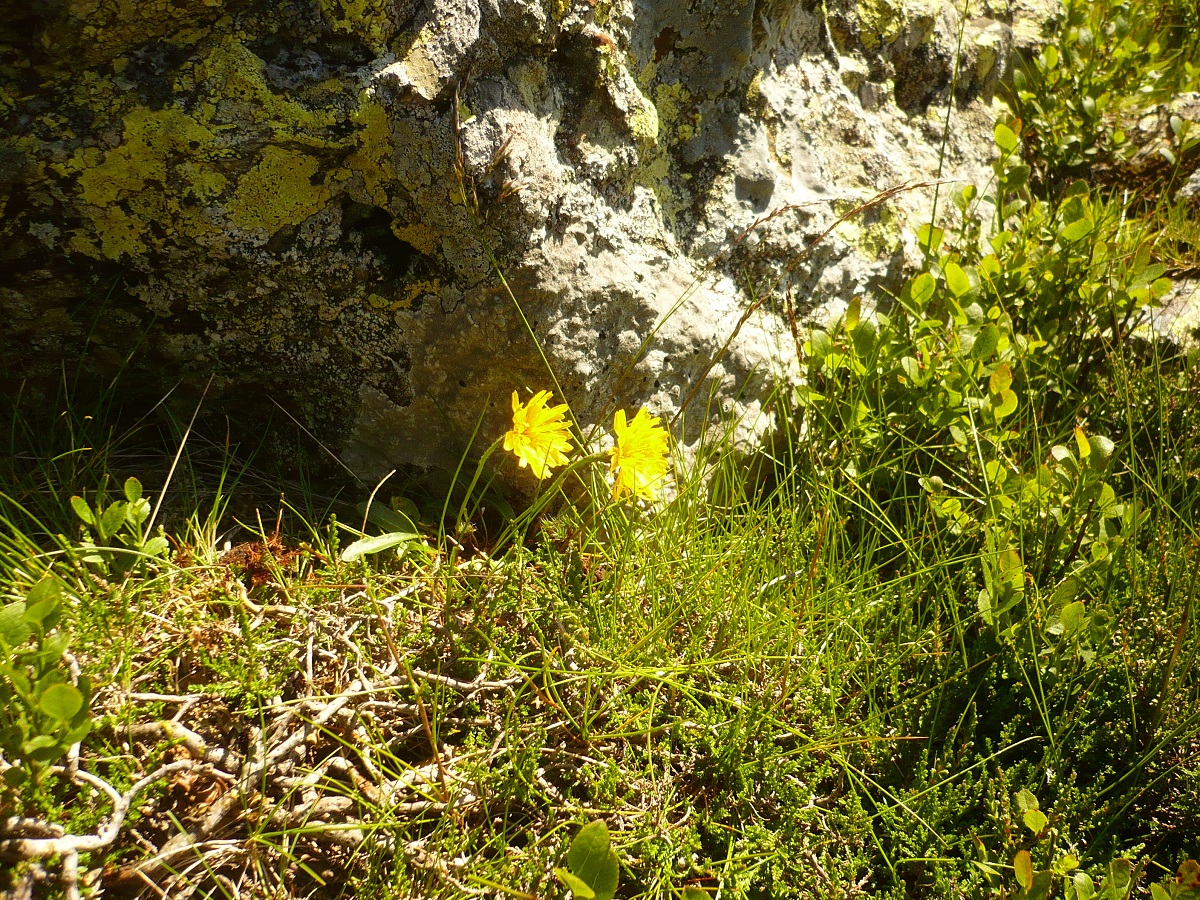Scorzoneroides pyrenaica (Asteraceae)
